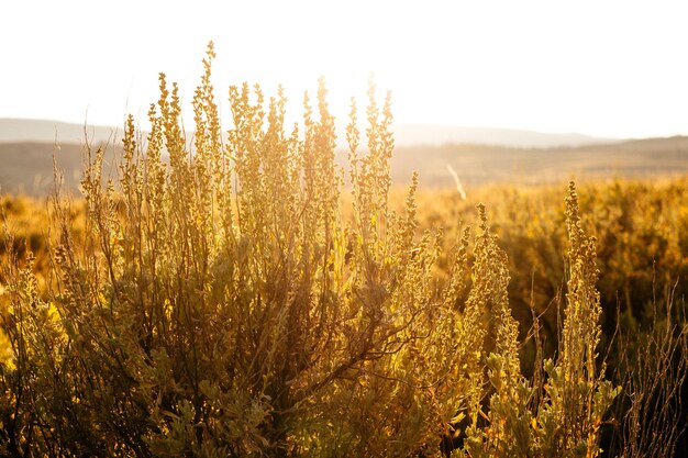 Photo les plantes sur le champ contre le ciel