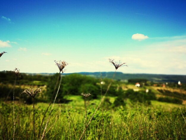 Photo les plantes sur le champ contre le ciel