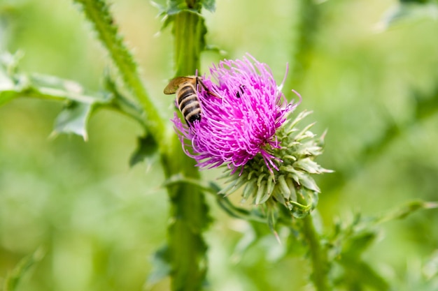 Les plantes des champs fleurissent en été sur lesquelles s'assoient les insectes