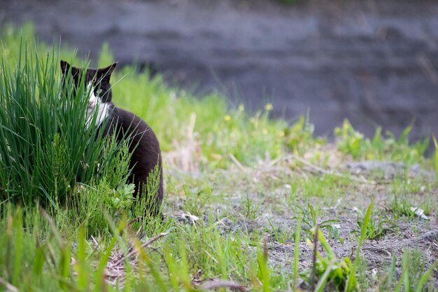 Plantes sur les champs herbeux