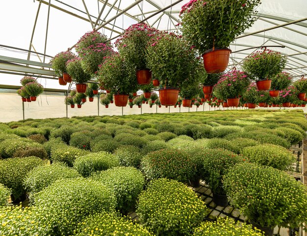 Plantes de chrysanthèmes en serre