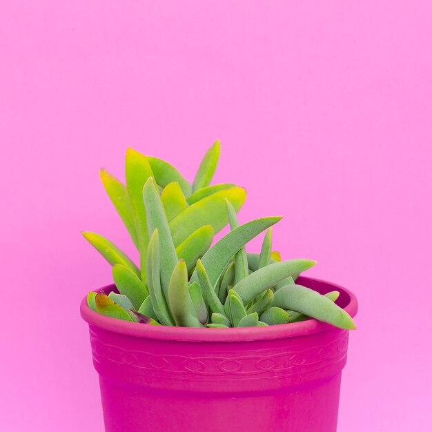 Plantes sur le concept de mode minimal rose. Cactus dans un pot sur le mur de fond rose