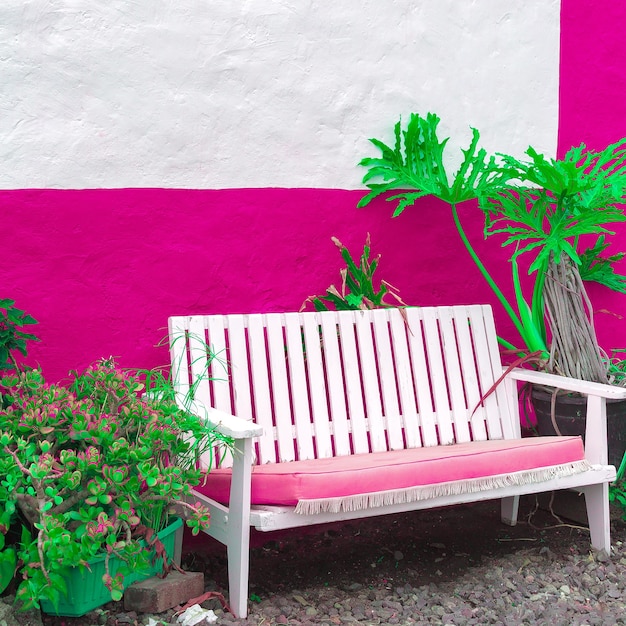 Plantes sur le concept de mode rose. Emplacement tropical élégant. Les îles Canaries