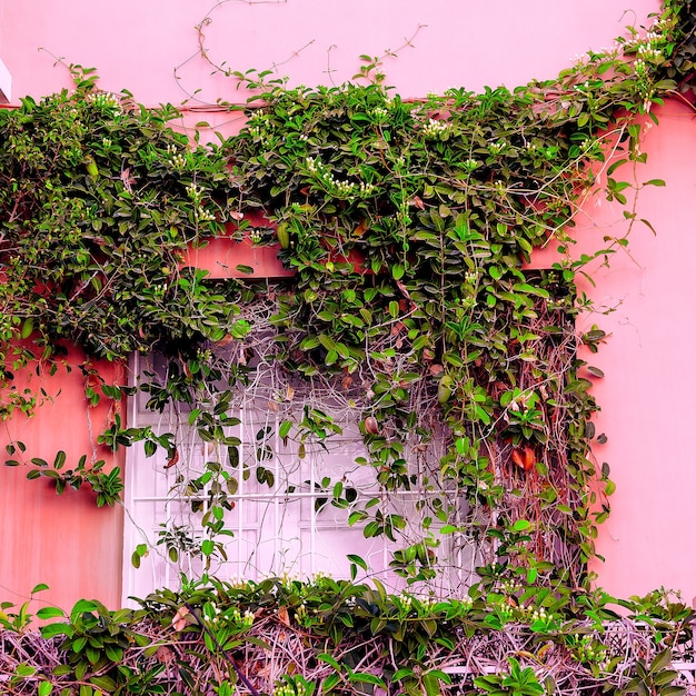 Plantes sur le concept de mode rose. emplacement urbain de l'usine. île de canaru