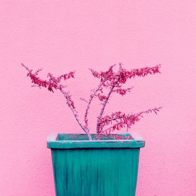 Plantes sur concept rose. plantes dans un pot sur le mur de fond rose.