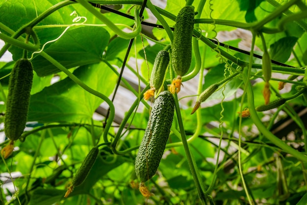 Plantes de concombre avec le numéro 12 dessus