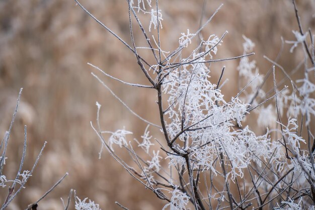 plantes congelées le matin