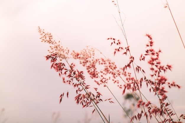 Les plantes contre le ciel au coucher du soleil