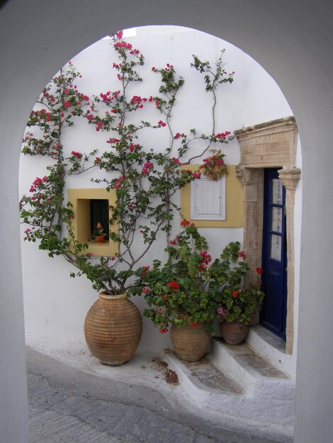 Plantes contre la porte de la maison