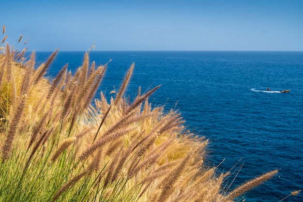 Plantes sur la côte sud de Gran Canarias