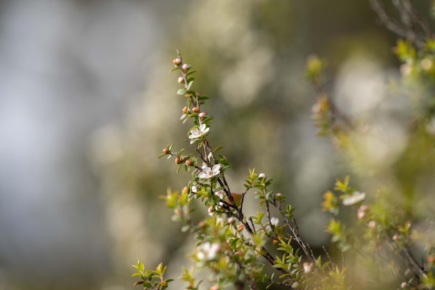 Plantes côtières indigènes en tasmanie australie