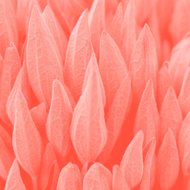 Photo plantes de couleur corail vivant tendance.