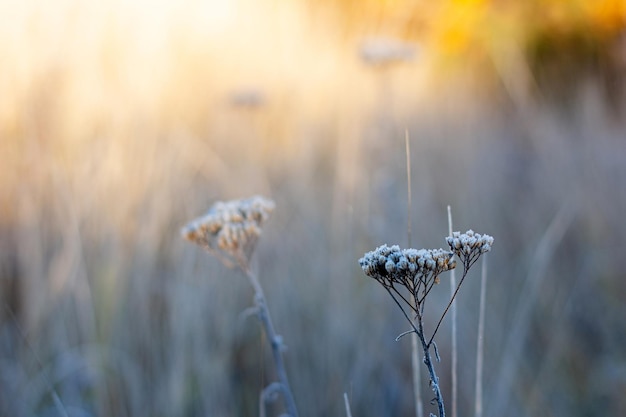 Plantes couvertes de neige. Herbes givrées