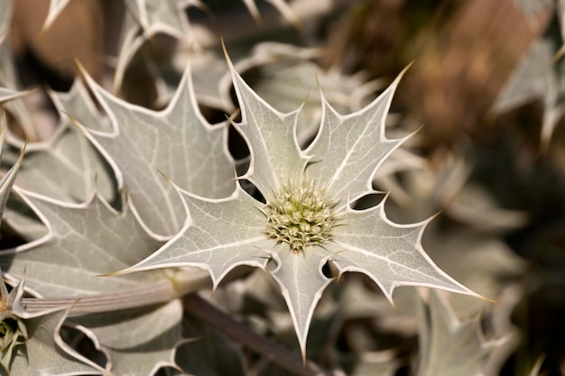 Plantes de Crète Grèce Prickly plante à fleurs utiles et saines Eryngium maritimum un jour de printemps