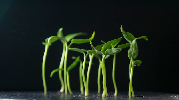 Les plantes en croissance poussent la germination sur fond sombre