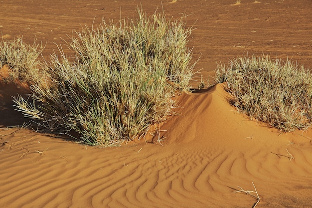 Photo plantes dans le désert du sahara au soudan