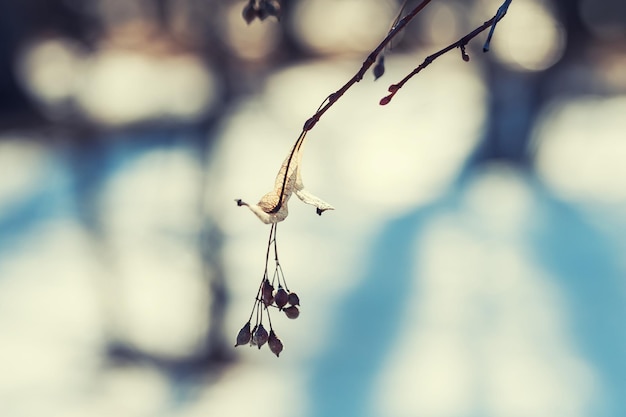 Plantes dans la forêt d'hiver. Fond naturel. Petite profondeur de champ.