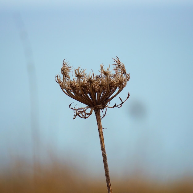 les plantes dans le jardin