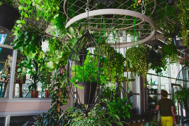 plantes dans des jardinières suspendues dans la serre du marché aux fleurs