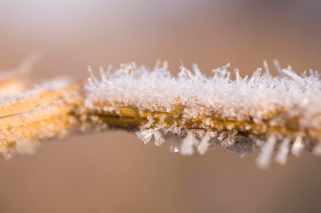 plantes dans un matin d'hiver froid et glacé couvert de gel blanc