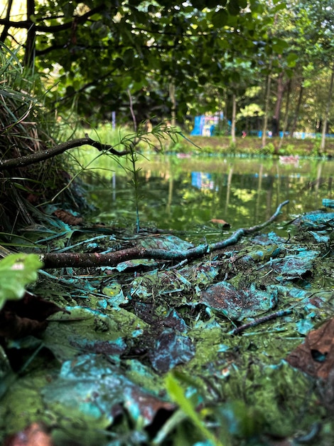 Photo plantes dans la mousse au bord de la rivière