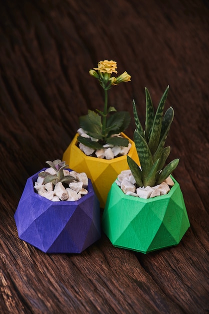Plantes dans des pots en béton colorés sur fond en bois. Photo propre. Poteau violet, vert et jaune