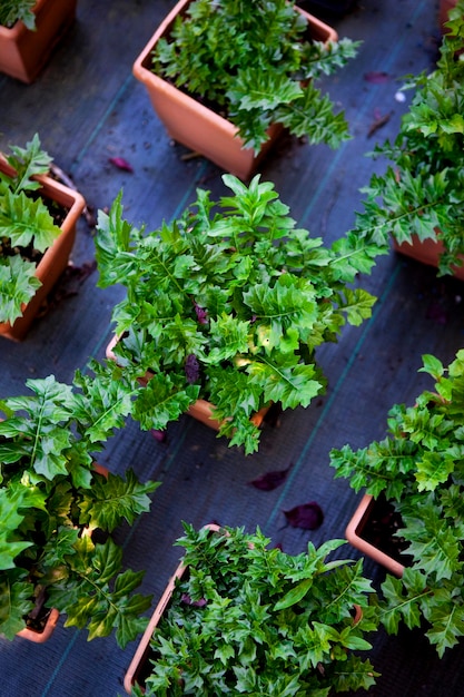 Plantes dans une serre