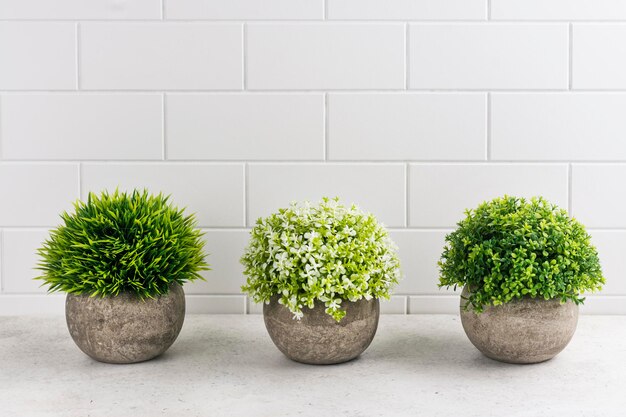 Plantes décoratives sur table de cuisine