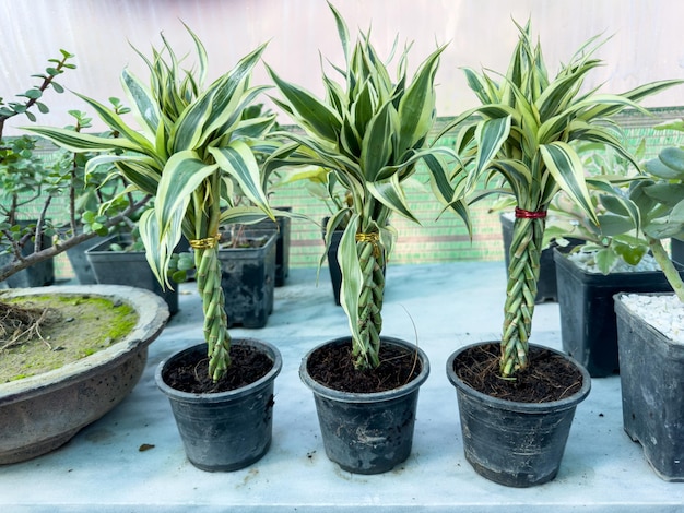 Photo plantes décoratives variées en spirale de bambou à la chance