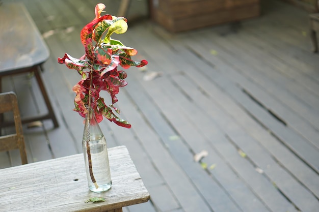 Plantes décoratives vertes placées sur la table basse