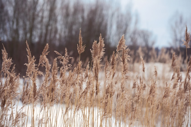 Plantes douces se déplaçant avec le vent sur un champ par temps nuageux