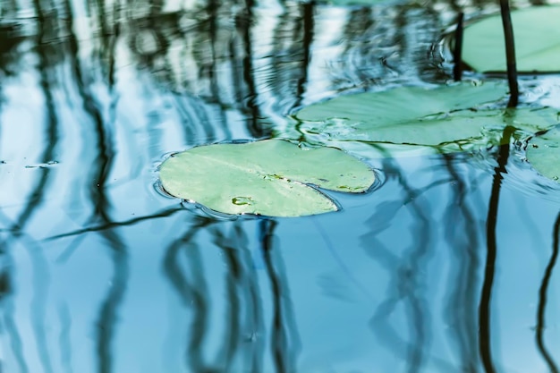 Photo plantes d'eau de seigle réfléchissant dans l'eau