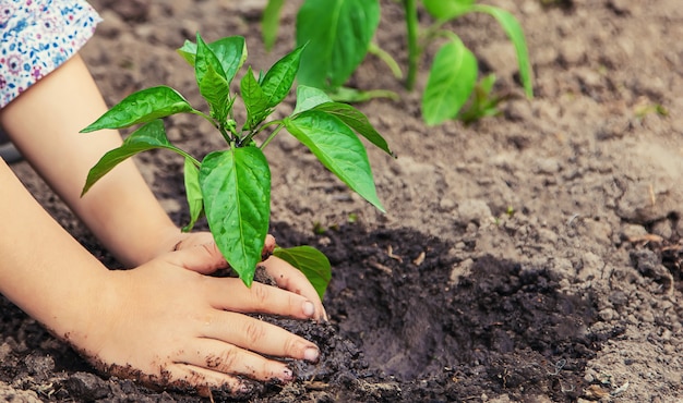 Plantes enfants et arrosage des plantes dans le jardin.