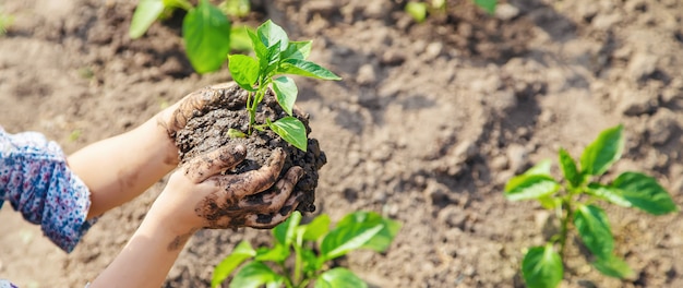 Plantes enfants et arrosage des plantes dans le jardin.