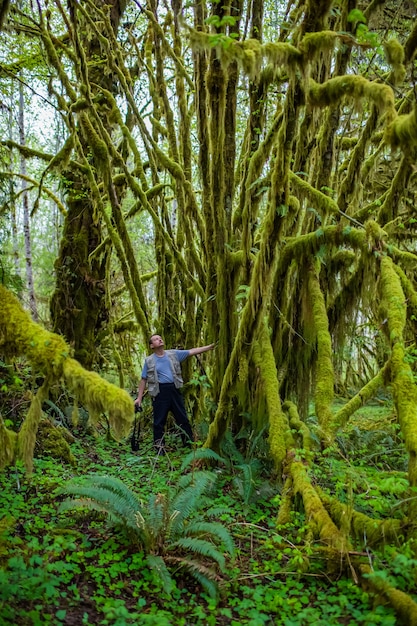 Des plantes épiphytes et de la mousse humide pendent des branches d'arbres dans la forêt