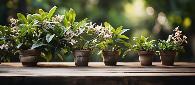 Plantes sur une étagère