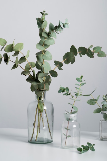 Plantes d'eucalyptus dans un vase transparent