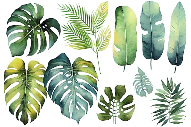 Plantes exotiques feuilles de palmier monstera sur fond blanc isolé illustration aquarelle Botanique