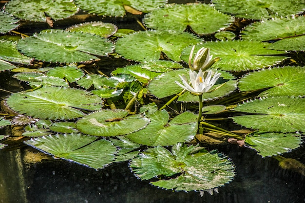 Plantes d&#39;extérieur brésiliennes