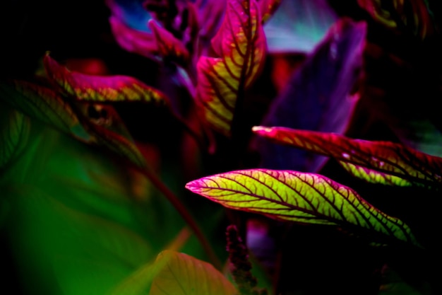 Les plantes à feuillage de la forêt tropicale humide buissons feuilles vertes philodendrons dans le jardin tropical