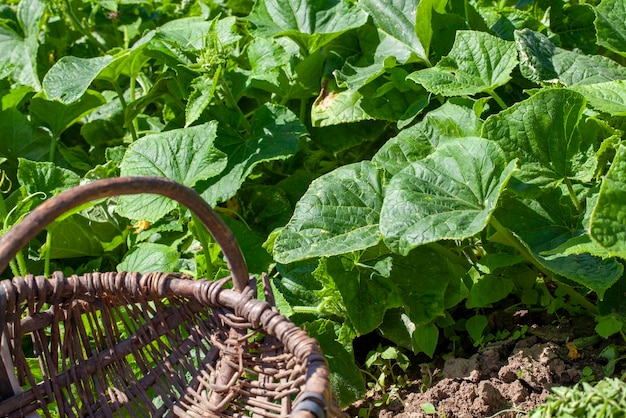 Photo plantes à feuillage vert en été