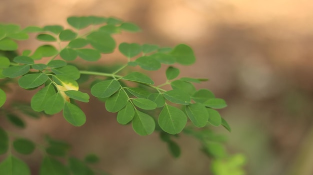 Les plantes à feuilles de Moringa sont d'un vert frais et prospèrent pendant la saison des pluies. Feuilles de Moringa.