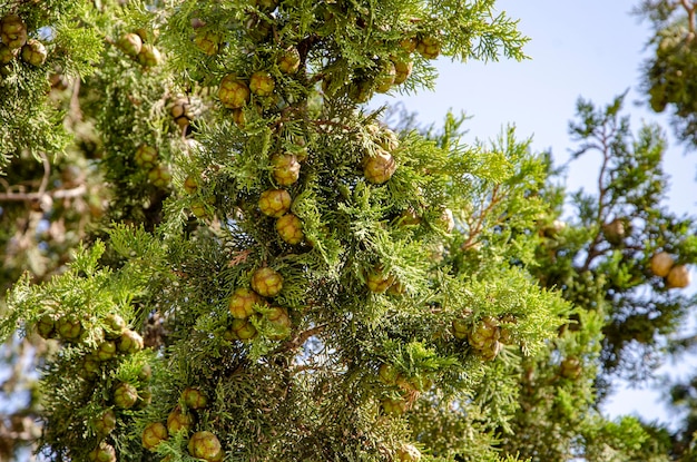 Plantes fleurs d'arbres herbes climat méditerranéen nature pittoresque de Chypre