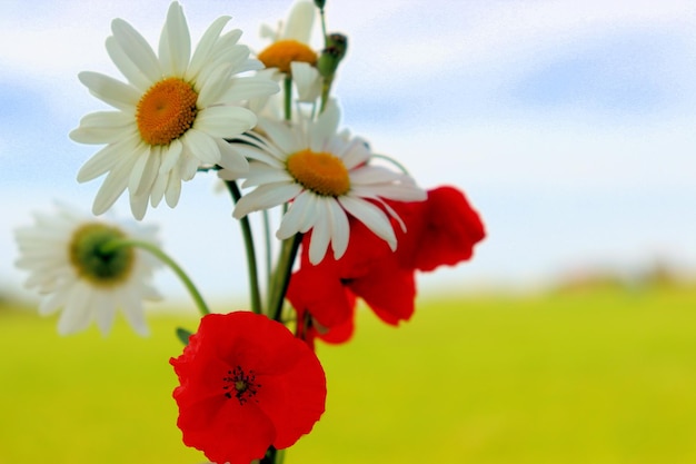 Les plantes à fleurs et les boutons floraux ouvrent le nectar et le pollen