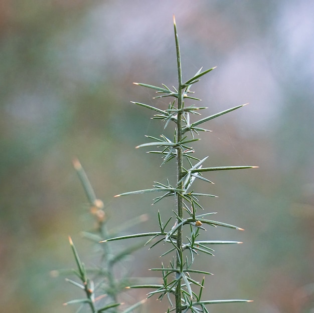 plantes à fleurs dans le jardin dans la nature