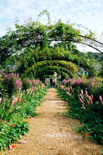 Les plantes à fleurs dans le jardin Photo