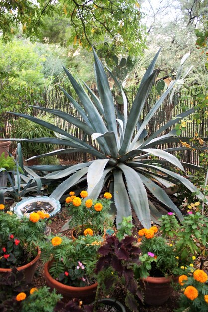 Photo plantes à fleurs dans le jardin