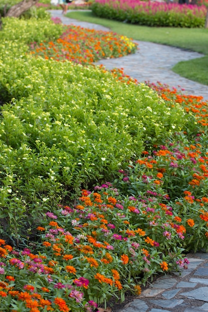 Plantes et fleurs décorent dans le jardin