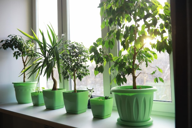 Plantes et fleurs d'intérieur en pots près de la fenêtre Semis sur le rebord de la fenêtre