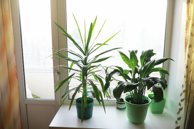 Plantes et fleurs d'intérieur en pots près de la fenêtre Semis sur le rebord de la fenêtre